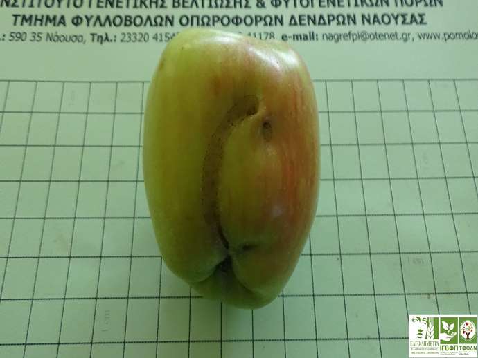 Συμπτώματα προσβολής από Οπλοκάμπη (apple sawfly) σε καρπούς μηλιάς